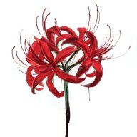 redspiderlily